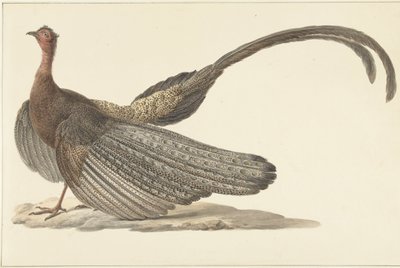 Argusfasan von Pieter Pietersz. Barbiers