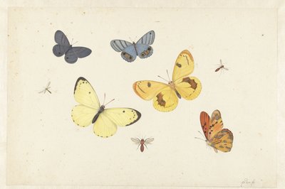 Blatt mit fünf Schmetterlingen, einer Wespe und zwei Fliegen von Pieter Withoos