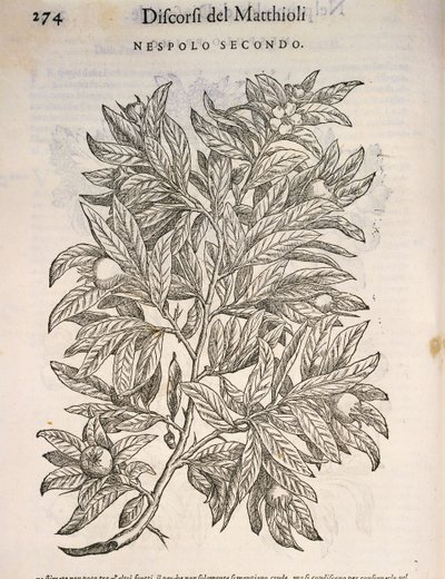 Mispel, Gravur von Pier Andrea Mattioli von Pietro Andrea Mattioli