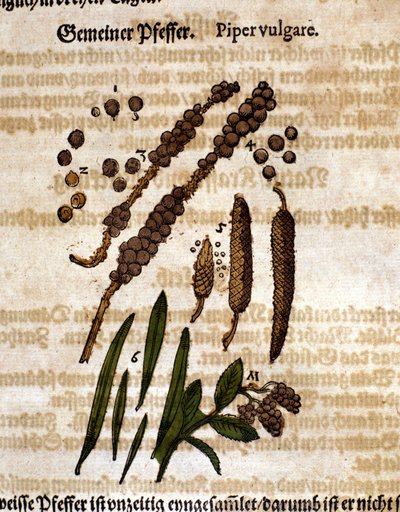 Gemeiner Pfeffer. Gravur - im „Kreutterbuch Dess Hochgelehrten und weitberühmten Herrn D. Petri Andreae Matthioli“ von Pietro Andrea Mattioli (Matthiole) (1500-1577). Frankfurt von Pietro Andrea Mattioli