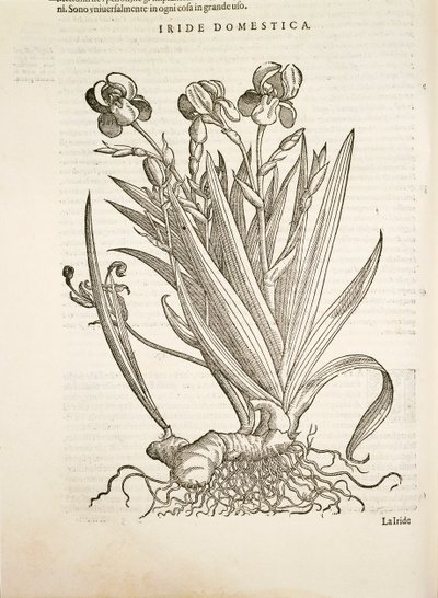 Iris (Iride domestica), Gravur von Pier Andrea Mattioli von Pietro Andrea Mattioli