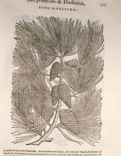 Seekiefer (Pinus pinaster), Gravur von Pier Andrea Mattioli von Pietro Andrea Mattioli