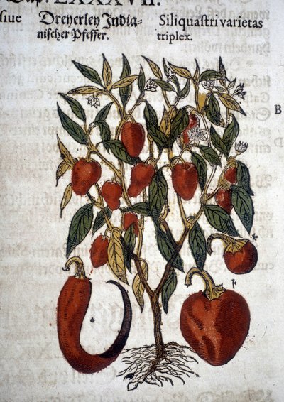 Paprika oder Siliquaftri varietas triplex - In „Herbier Mattioli“ von Pietro Andrea Mattioli