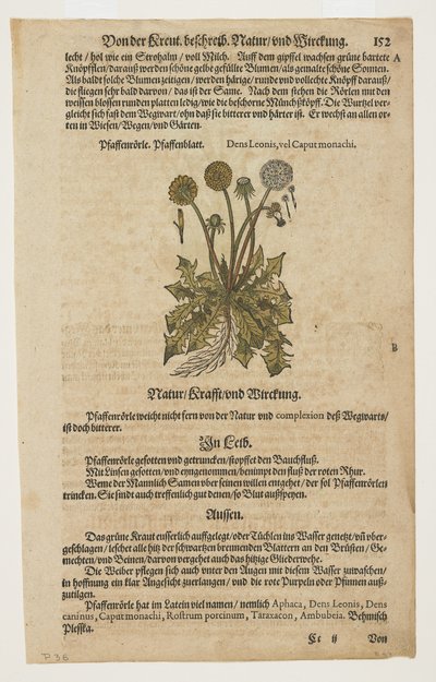 Pfaffenröhrle, aus Commentarii in Sex Libros Pedacii Dioscoridis von Pietro Andrea Mattioli