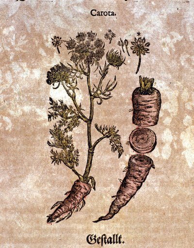 Die Karotte. Gravur - in „Kreutterbuch Dess Hochgelehrten und weitberühmten Herrn D. Petri Andreae Matthioli“ von Pietro Andrea Mattioli (Matthiole) (1500-1577). Frankfurt von Pietro Andrea Mattioli