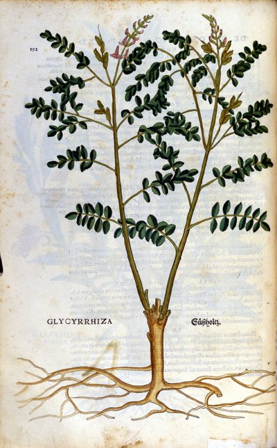 Die Lakritze. Gravur - in „Kreutterbuch Dess Hochgelehrten unnd weitberuhmten Herrn D. Petri Andreae Matthioli“ von Pietro Andrea Mattioli (Matthiole) (1500-1577). Frankfurt von Pietro Andrea Mattioli