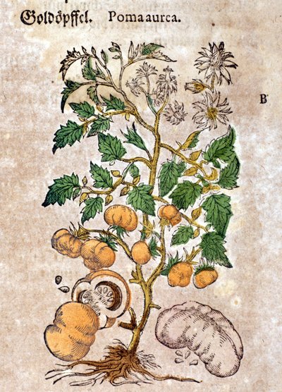 Tomate. Gravur - in „Kreutterbuch Dess Hochgelehrten und weitberühmten Herrn D. Petri Andreae Matthioli“ von Pietro Andrea Mattioli (1500-1577) von Pietro Andrea Mattioli