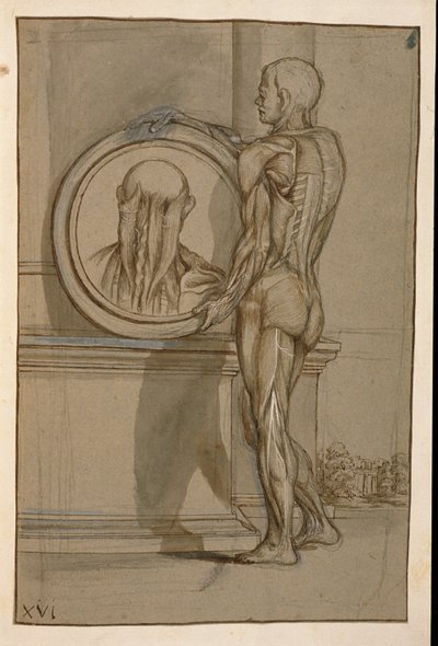 Ms Hunter 653 Tafel XVI, Anatomische Zeichnung, ca. 1610 von Pietro da Cortona