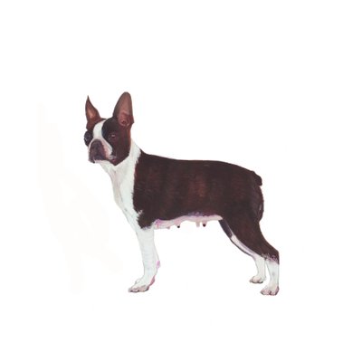 Boston Terrier von Polly Horner