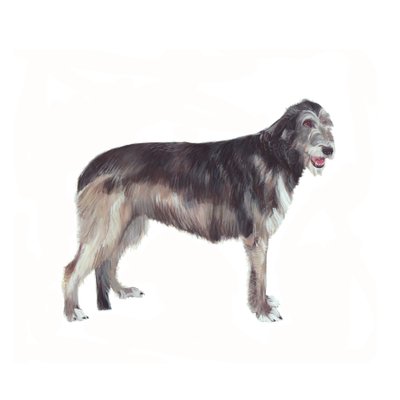 Irischer Wolfshund von Polly Horner