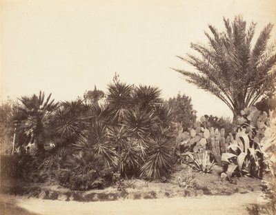 Pincian-Garten, Rom, 1853-56 von Possibly by Jane Martha St. John.