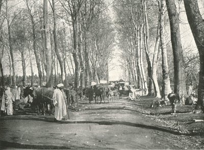 Arabischer Jahrmarkt und Markt, Boufarik, Algerien, 1895 von Poulton and Co
