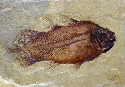 Fossiler Fußabdruck des karbonischen Quastenflossers von Prehistoric Prehistoric