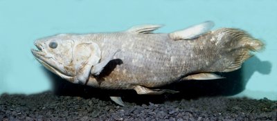 Urgeschichte: Kopie eines ausgestopften Quastenflossers (Latimeria chalumnae) von Prehistoric Prehistoric