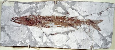 Prähistorie: Fischfossil Sphyraena Bolcensis aus dem Fundort Monte Bolca von Prehistoric Prehistoric