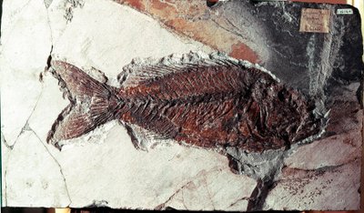 Vorgeschichte: Fossil des Fisches Sparnodus Elongatus aus dem Fundort Monte Bolca (Italien). Eozän. Museo civico di storia naturale, Mailand von Prehistoric Prehistoric