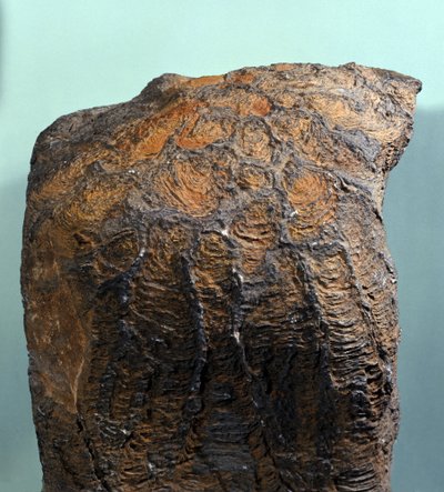 Vorgeschichte: Fossil von Stromatolith, Meeresgestein, archäozoisches Zeitalter. Gefunden in Mauretanien. von Prehistoric Prehistoric