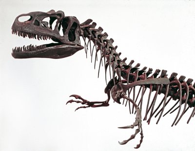 Vorgeschichte: Skelett des Dinosauriers Allosaurus fragilis. Oberjura. Museo civico di storia naturale, Mailand von Prehistoric Prehistoric
