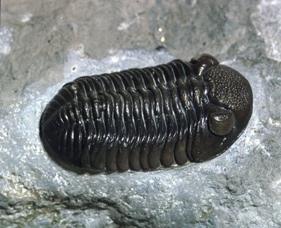 Trilobit Phacops Rana Fossil (Arthropode). Devon-Zeit. Fund in Ohio, USA von Prehistoric Prehistoric