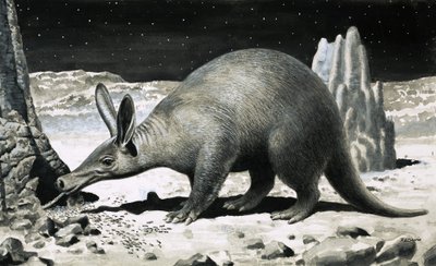 Aardvark von R.B. Davis