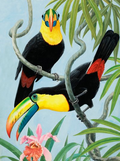 Vögel mit großen Schnäbeln von R.B. Davis