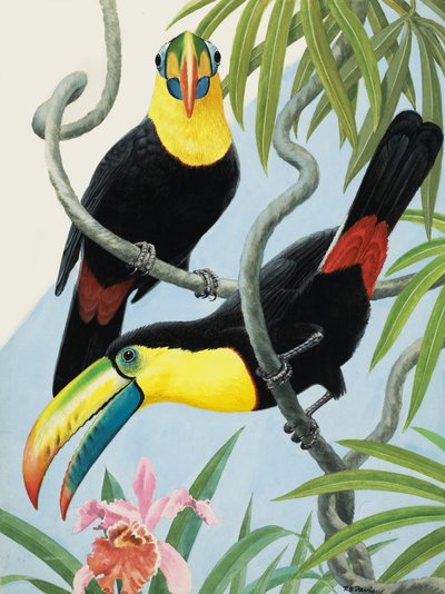 Vögel mit großen Schnäbeln von R.B. Davis