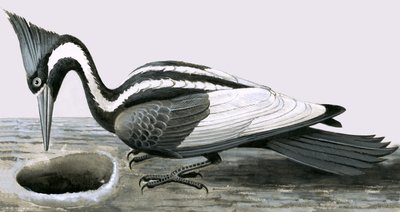 Elfenbeinspecht von R.B. Davis