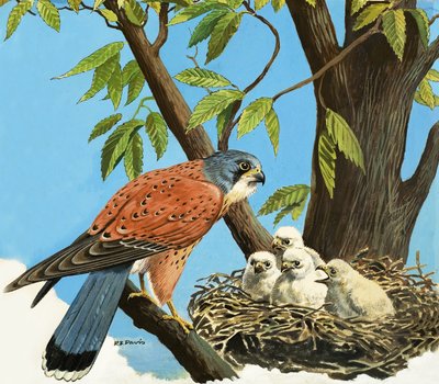Turmfalke und Küken von R.B. Davis