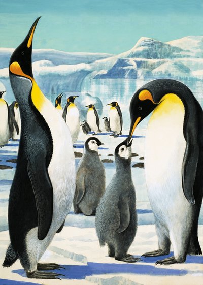 Königspinguin von R.B. Davis