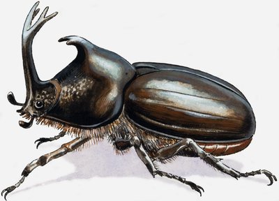 Hirschkäfer von R.B. Davis