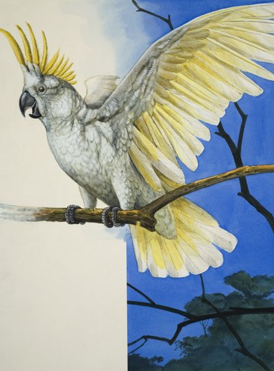 Gelbhaubenkakadu von R.B. Davis