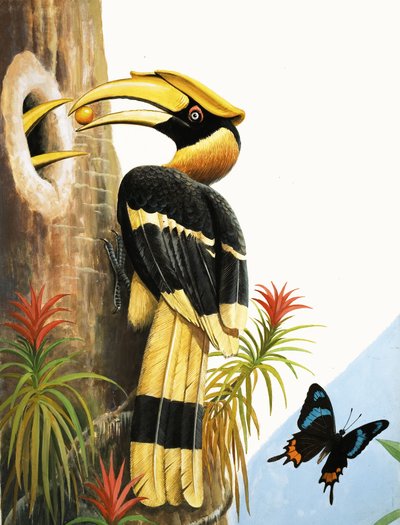 Das Nashornvogel von R.B. Davis