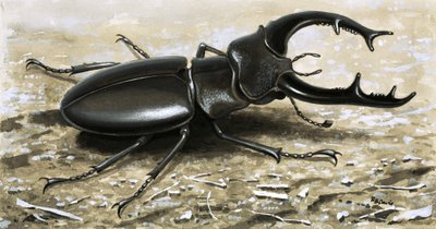 Der Hirschkäfer von R.B. Davis