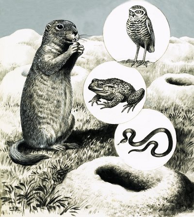 Die aufwendigen Bauten des Präriehundes von R.B. Davis