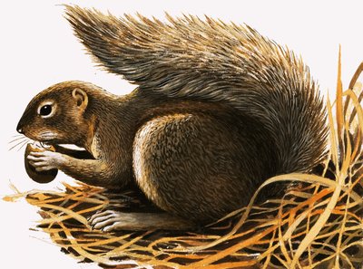 X für... Xerus erythropus oder Afrikanisches Eichhörnchen von R.B. Davis