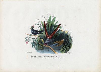 Kolibris, 1863-79 von Raimundo Petraroja