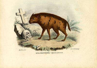 Lachende Hyäne, 1863-79 von Raimundo Petraroja