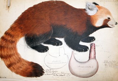 Hodgson Manuskripte Roter Panda, 1831-47 von Raj Man Singh