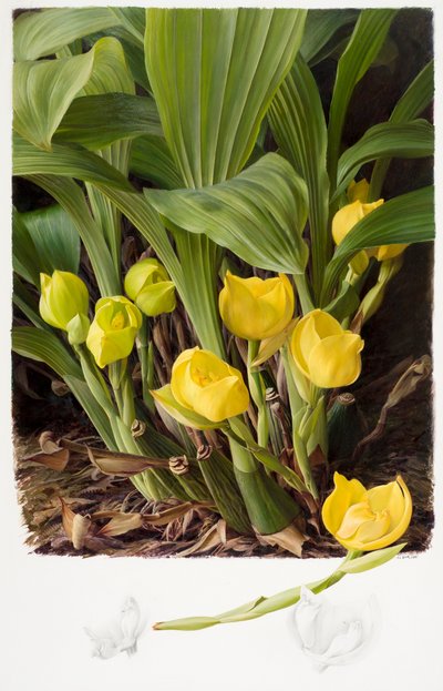 Angula clowsii von Raymond Booth