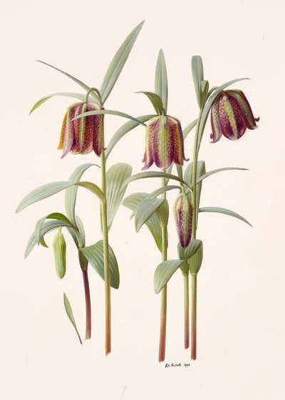 Fritillaria kotschyana von Raymond Booth