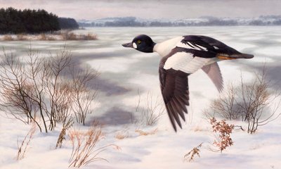 Schellente in einer Winterlandschaft von Raymond Booth