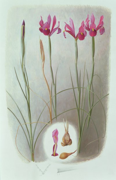 Iris Filifolia von Raymond Booth