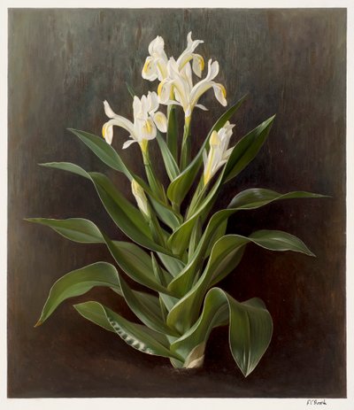 Iris willmottiana alba von Raymond Booth