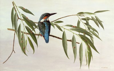 Eisvogel von Raymond Booth