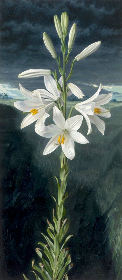 Madonnenlilie von Raymond Booth