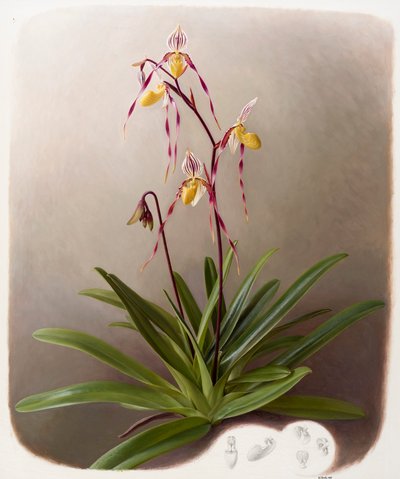 Orchidee von Raymond Booth