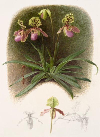 Paphiopedilum henryi von Raymond Booth