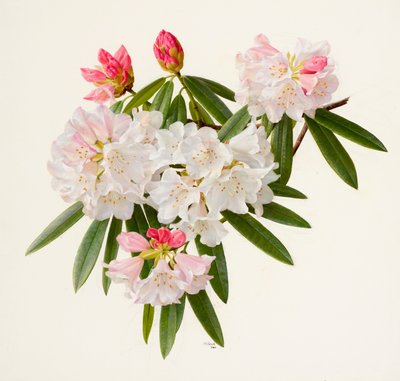 Rhododendron morii von Raymond Booth