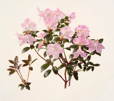 Rhododendron moupinense mit rosa Blüten von Raymond Booth