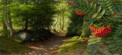 Septembernachmittag am Rand von Adel Woods von Raymond Booth